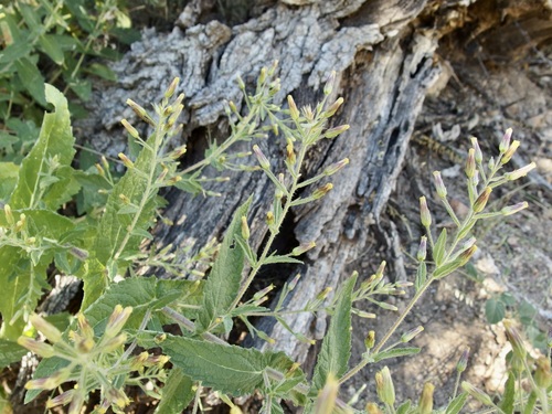 Image of Brickellia amplexicaulis by (c) Sue Carnahan, some rights reserved (CC BY)
