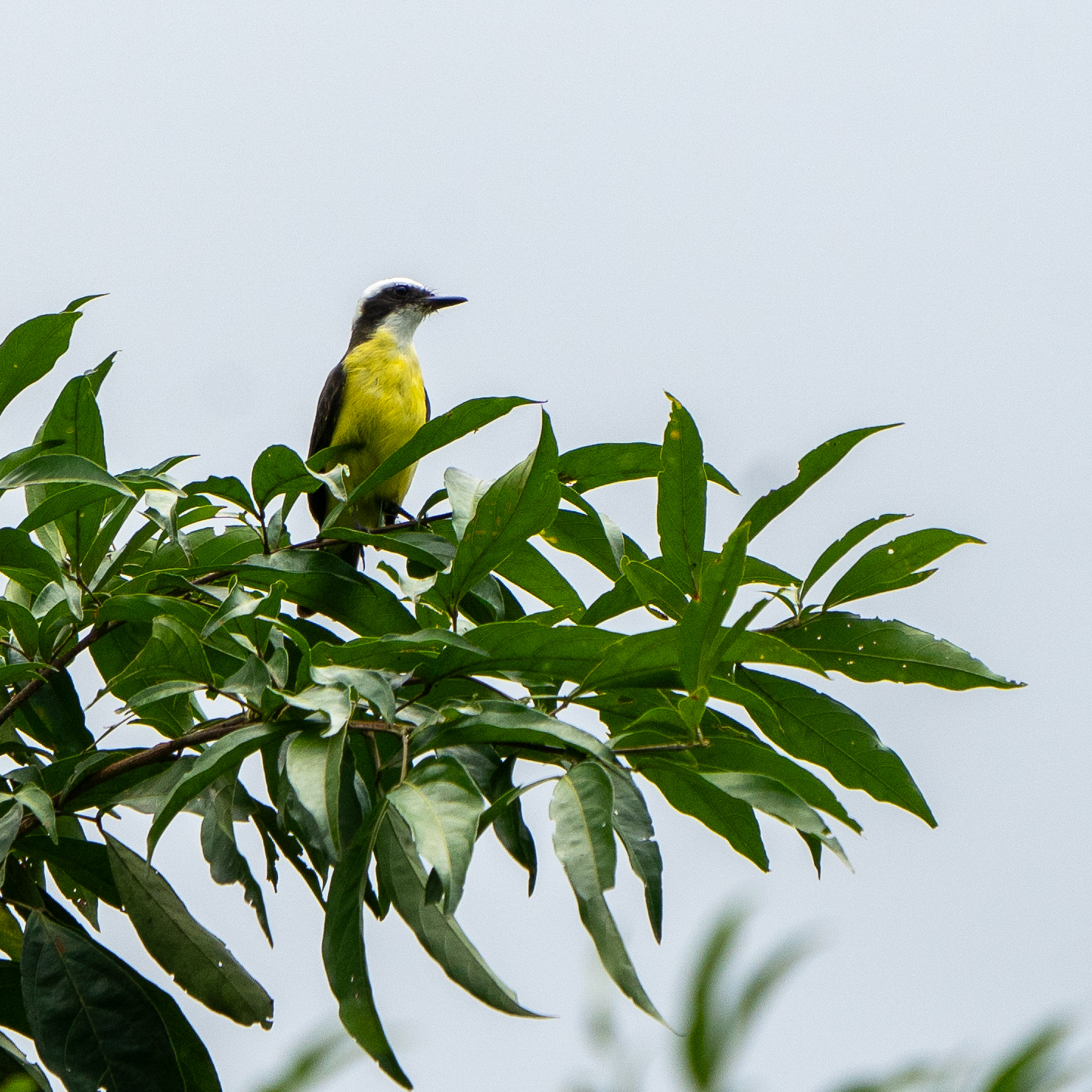 White-ringed Flycatcher (Conopias albovittatus), photo 8