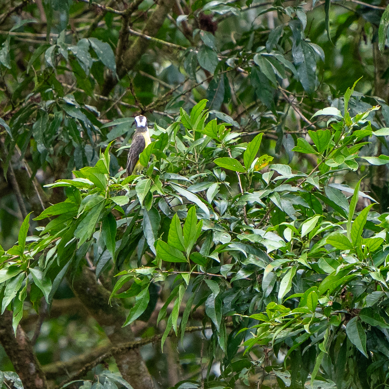 White-ringed Flycatcher (Conopias albovittatus), photo 9