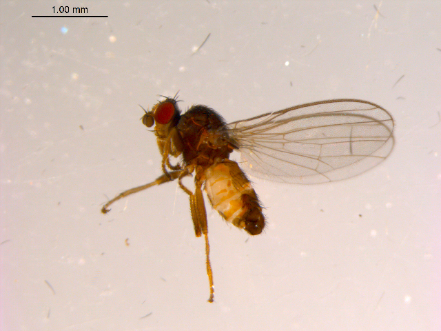 Borboropsis puberula