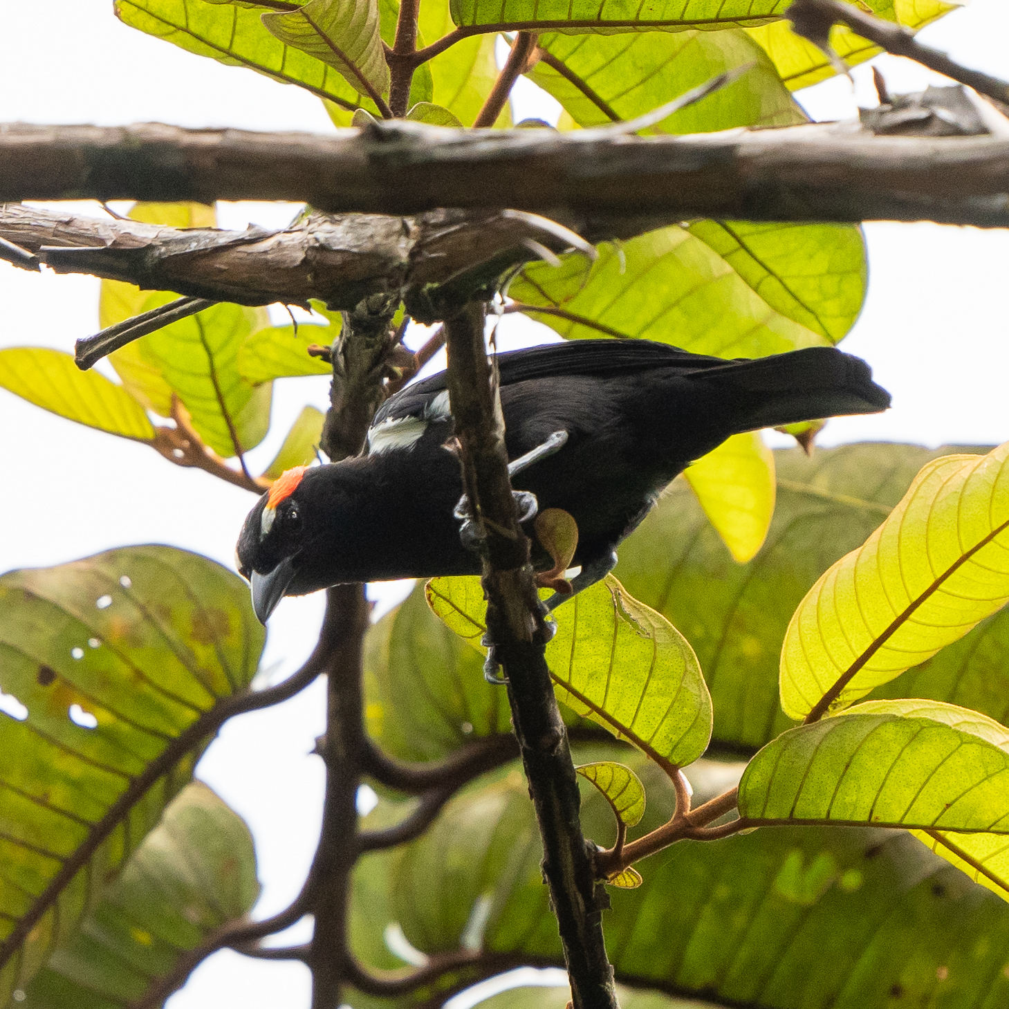 Scarlet-browed Tanager (Heterospingus xanthopygius), photo 5