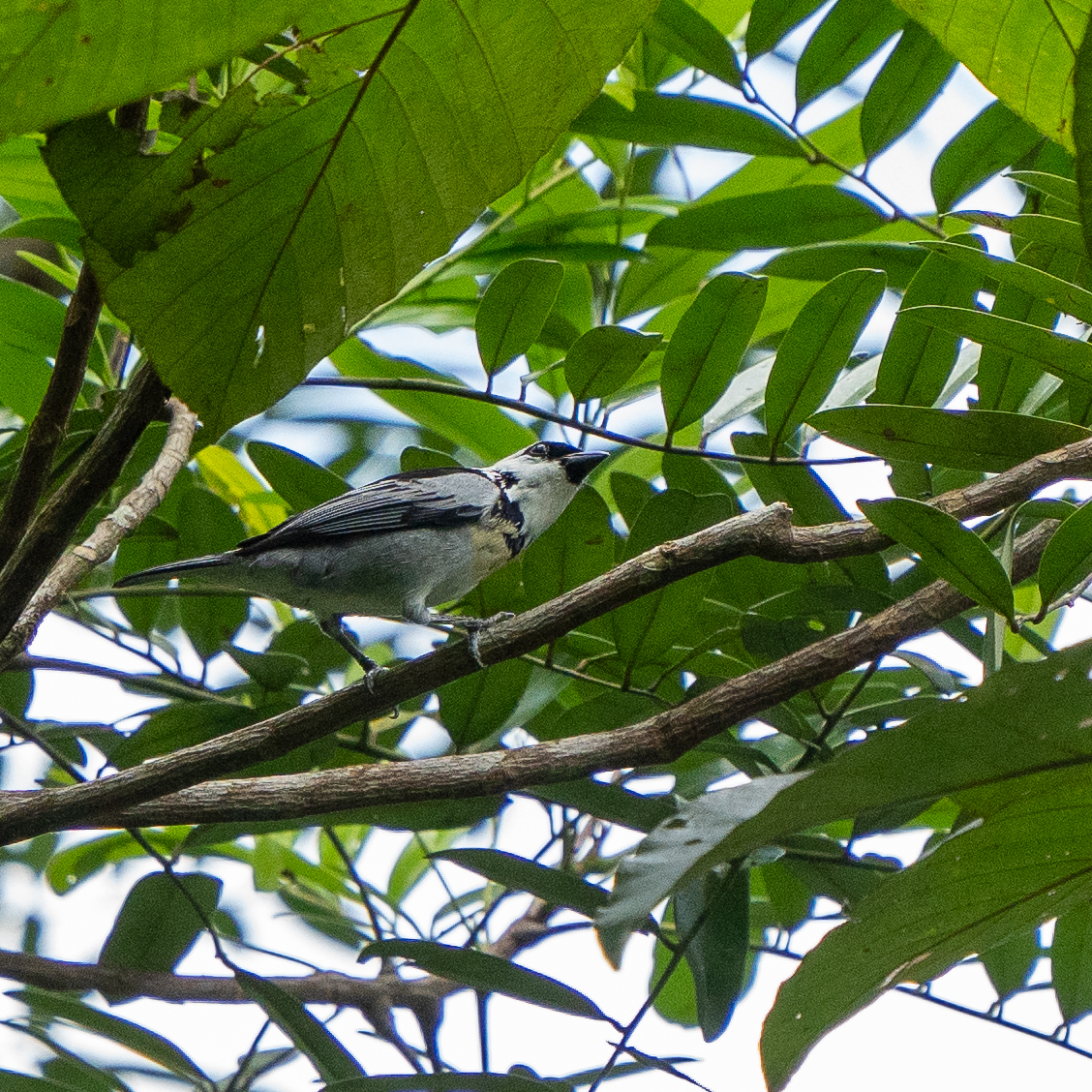 Grey-and-gold Tanager (Poecilostreptus palmeri), photo 5