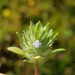 Pogogyne zizyphoroides