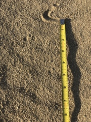 Perognathinae