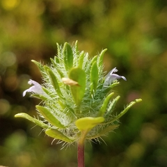 Pogogyne zizyphoroides