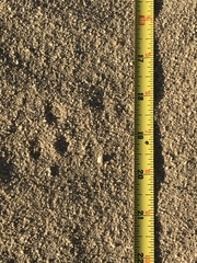 Perognathinae