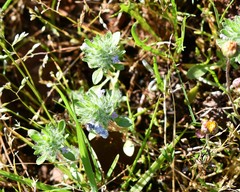Pogogyne zizyphoroides