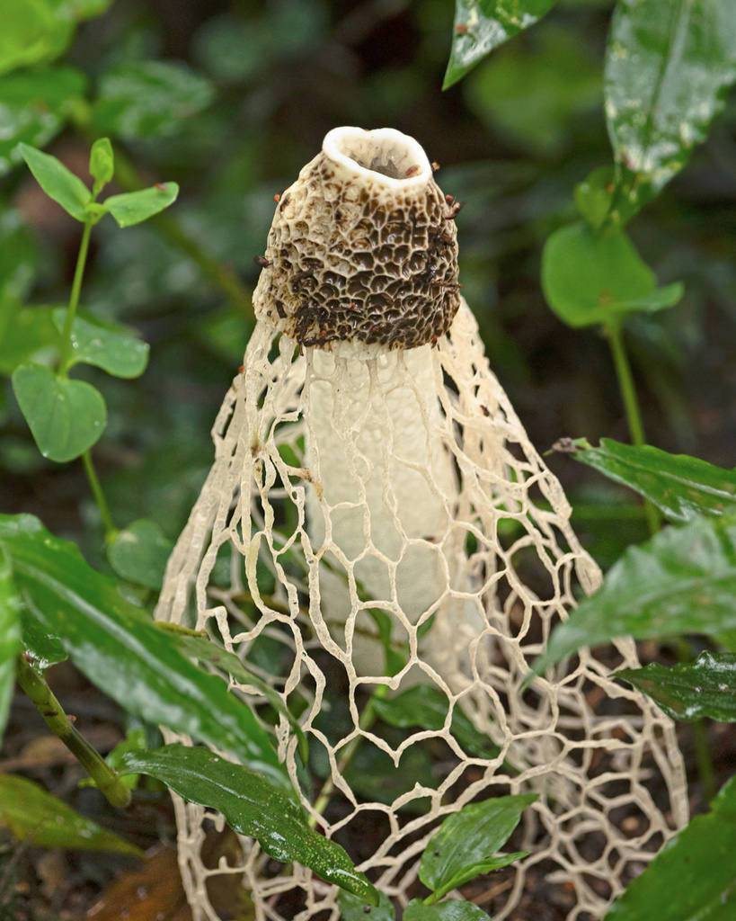 Phallus indusiatus · February 2024 · photo: © paulomascaretti (iNaturalist, cc-by)
