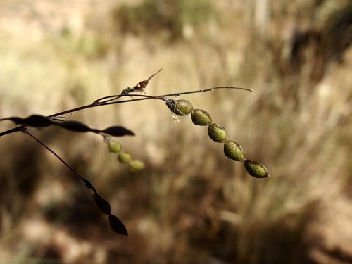 Image of Desmodium angustifolium by (c) Sue Carnahan, some rights reserved (CC BY)
