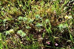 Pogogyne zizyphoroides