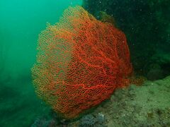 Sea Fan (Gorgonian)