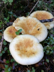 Austropaxillus