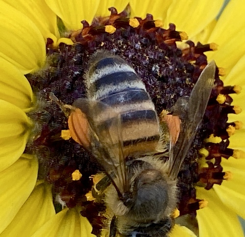 iNaturalist observation photo of Western Honey Bee
