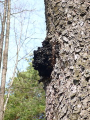 Inonotus obliquus sterilis