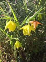Calochortus pulchellus