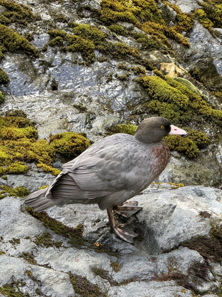 Blue Duck from Fiordland National Park, Fiordland National Park
