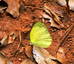 Eurema hecabe solifera