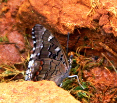 Charaxes guderiana guderiana