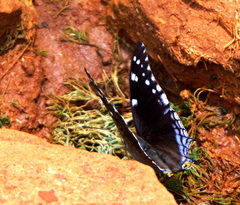 Charaxes guderiana guderiana