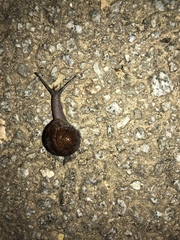 Helminthoglypta sequoicola