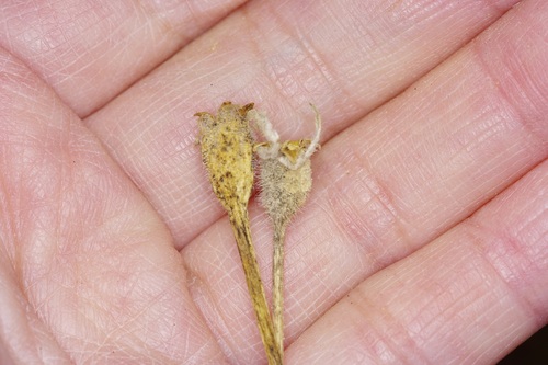 Image of Eucnide bartonioides by (c) Michelle W. （鍾偉瑋）, some rights reserved (CC BY)