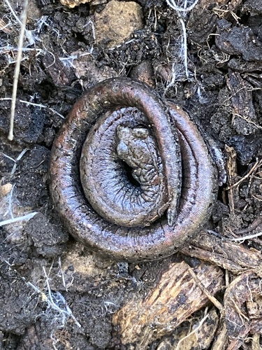 iNaturalist observation photo of Black-bellied Slender Salamander
