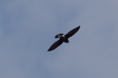 Hirundapus caudacutus