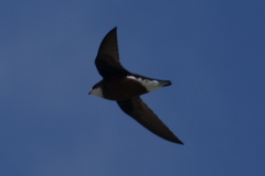 Hirundapus caudacutus