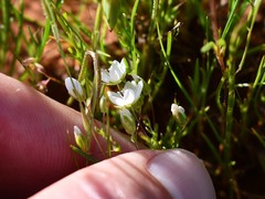 Sabulina californica