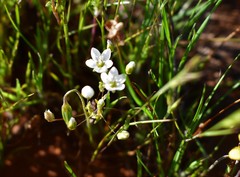 Sabulina californica