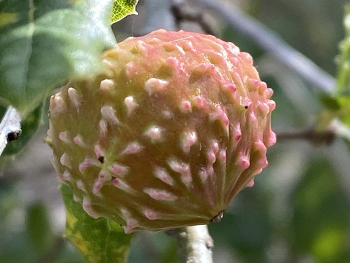 iNaturalist observation photo of Live Oak Apple Gall Wasp