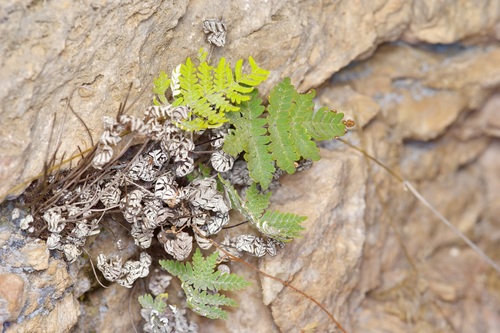 Image of Notholaena copelandii by (c) Michelle W. （鍾偉瑋）, some rights reserved (CC BY)