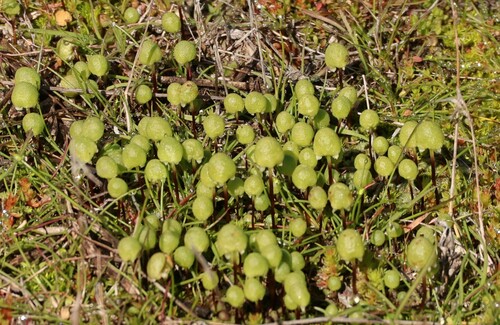 Image of Asterellopsis palmeri by (c) Millie Basden, some rights reserved (CC BY)