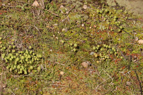 Image of Asterellopsis palmeri by (c) Millie Basden, some rights reserved (CC BY)