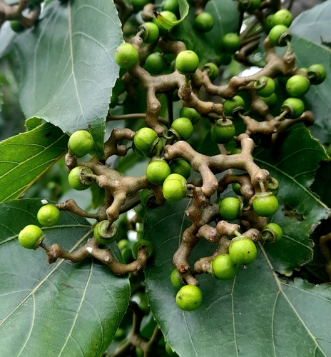 Foto de Uva-do-japão