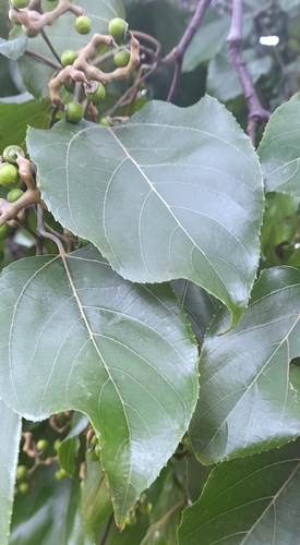 Foto de Uva-do-japão