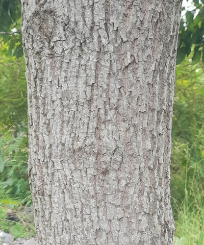 Foto de Uva-do-japão