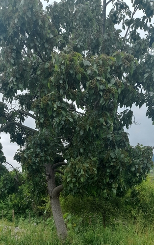 Foto de Uva-do-japão