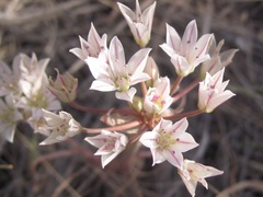 Allium macropetalum