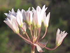 Allium macropetalum