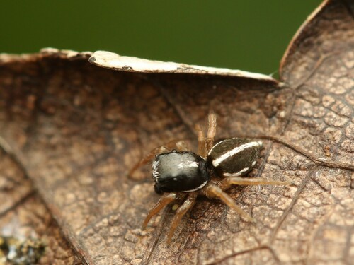 Heliophanus edentulus