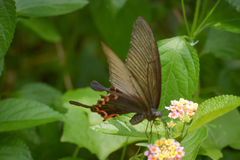 Papilio dialis