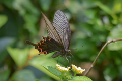 Papilio dialis
