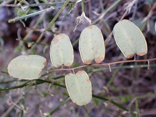 Image of Pellaea intermedia by (c) Sue Carnahan, some rights reserved (CC BY)