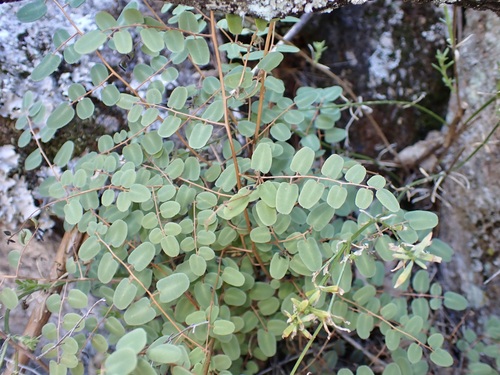Image of Pellaea intermedia by (c) Sue Carnahan, some rights reserved (CC BY)
