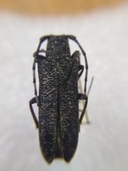Saperda carcharias