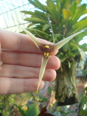 Bulbophyllum longiscapum