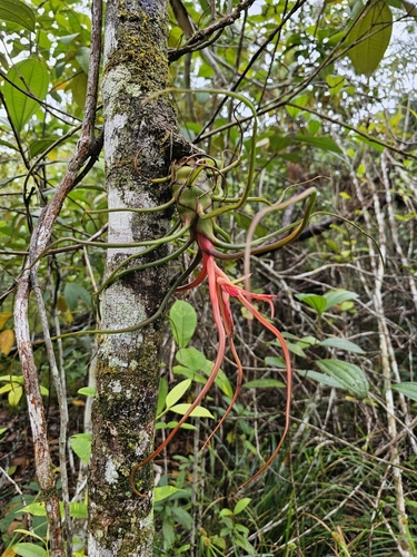 Image of Tillandsia bulbosa by (c) Ian Adams, some rights reserved (CC BY)