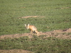 Vulpes macrotis macrotis