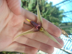 Bulbophyllum longiscapum